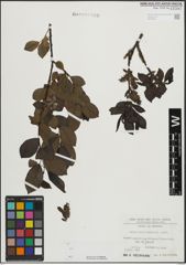 Foto von Salix mielichhoferi Saut.